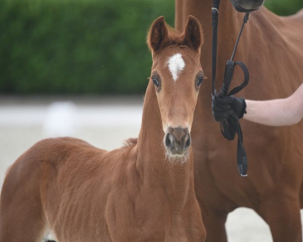 dressage horse Hengst von Fürst Samarant (Westphalian, 2020, from Fürst Samarant)