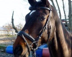 jumper Colandino (German Sport Horse, 2014, from Colander)