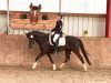 jumper Barkadi 3 (German Riding Pony, 2014, from Beckenbauer)