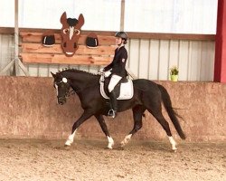 jumper Barkadi 3 (German Riding Pony, 2014, from Beckenbauer)