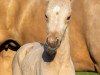 dressage horse Belle Nobles TS (Oldenburg, 2020, from Sir Heinrich OLD)