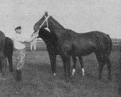 broodmare Kajsa (Swedish Warmblood, 1936, from Kantat)