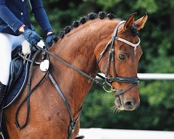 jumper Don Perignon 27 (Hanoverian, 2014, from Harmony's Desiderio)