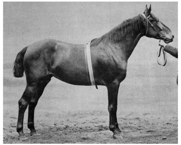 broodmare Hertha (Holsteiner, 1887, from Young Ethelbert)