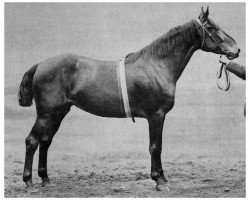 broodmare Hertha (Holsteiner, 1887, from Young Ethelbert 1389)