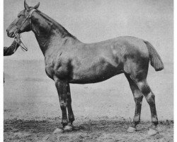 broodmare Aniketa 1056 (Holsteiner,  , from Brillant)