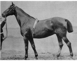 broodmare Acer (Holsteiner, 1879, from Brillant)