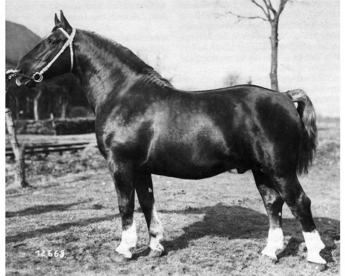 Deckhengst Ansporn (Alt-Oldenburger / Ostfriesen, 1947, von Astor 1933 OF)