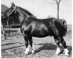 stallion Ansporn (Alt-Oldenburger / Ostfriesen, 1947, from Astor 1933 OF)