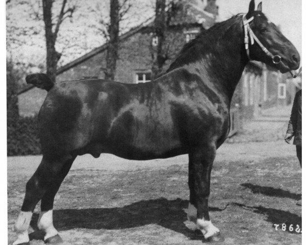 stallion Martin 1711 OF (Alt-Oldenburger / Ostfriesen, 1932, from Egmont)