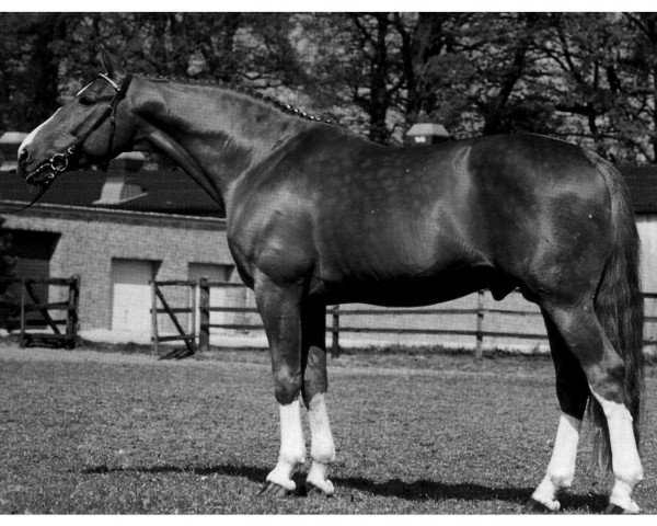 stallion Figaro (Oldenburg, 1972, from Futuro)