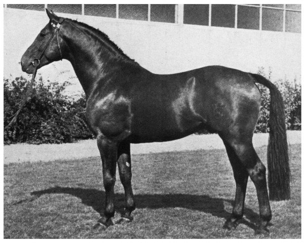 stallion Anilin (Holsteiner, 1962, from Anblick xx)