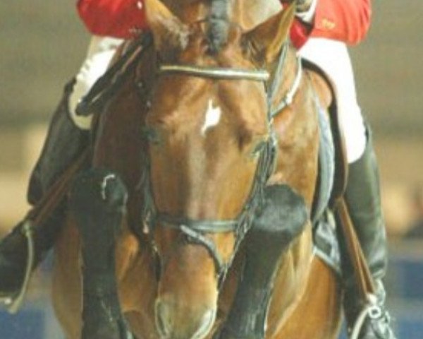 stallion Cappucino (Holsteiner, 1995, from Carthago)