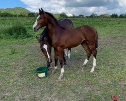 jumper All Starmiro (Oldenburg show jumper, 2020, from All Star)