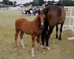 Dressurpferd Verstappen (Oldenburger, 2020, von Viva Gold OLD)