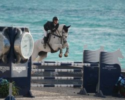 jumper Zacantos Z (KWPN (Royal Dutch Sporthorse), 2004, from Casantos)