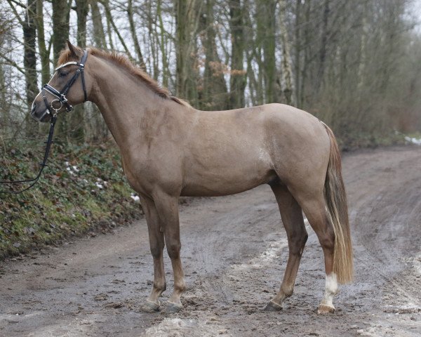 dressage horse Petit Dust of Gold (German Riding Pony, 2015, from Tackmann's Donut)