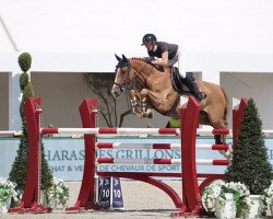 Springpferd Manchester (Belgisches Warmblut, 2012, von Quidam de Revel)