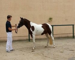 broodmare Sugar Pie S (Lewitzer, 2011, from Pandur)