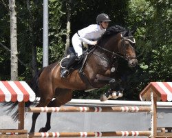 jumper Cingdoctro (KWPN (Royal Dutch Sporthorse), 2007, from Indoctro)