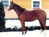 stallion Libellel xx (Thoroughbred, 1984, from Behistoun xx)