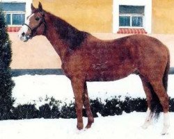 stallion Libellel xx (Thoroughbred, 1984, from Behistoun xx)