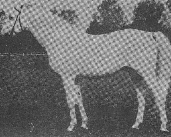 stallion Sahib-5 (Czech Warmblood, 1970, from Shagya XV-6)