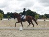 dressage horse Frodo Fröhlich (Hanoverian, 2015, from Tannenhof's Fahrenheit)