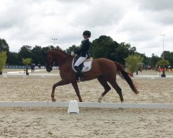 dressage horse Frodo Fröhlich (Hanoverian, 2015, from Tannenhof's Fahrenheit)