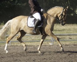 broodmare Velocity 2 (German Riding Pony, 2011, from Garfield)