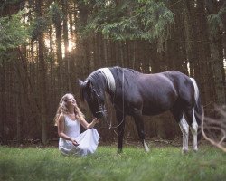 dressage horse Homeboy S (Lewitzer, 2011, from Hokus Pokus)