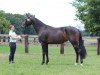 broodmare Ria Eterna (Westphalian, 2017, from Rock Forever NRW)