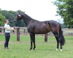 Zuchtstute Ria Eterna (Westfale, 2017, von Rock Forever NRW)