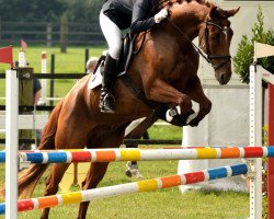 dressage horse Valentino 359 (Westphalian, 2011, from Vitalis)