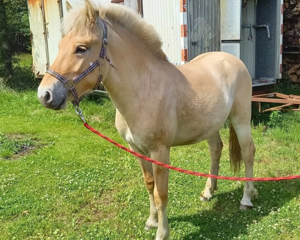 Pferd Heinrich von Hofdreilinden (Fjordpferd, 2019, von Haugguten)