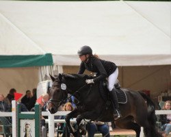 jumper Sundance (New Forest Pony, 2014, from Manolo)