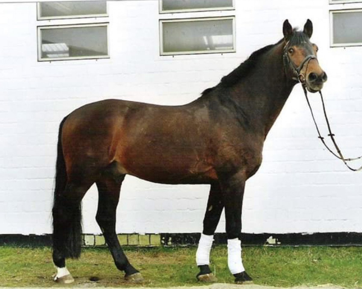 Deckhengst Canino de Lobo (Holsteiner, 1987, von Caletto I)