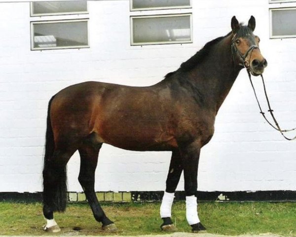 stallion Canino de Lobo (Holsteiner, 1987, from Caletto I)