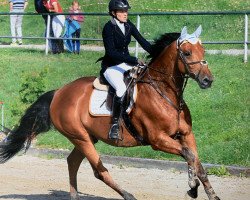 jumper C' est Carlchen (Holsteiner, 2014, from Cassilano)