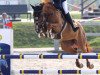 broodmare Chapeau 10 (Oldenburg show jumper, 2006, from Chacco-Blue)