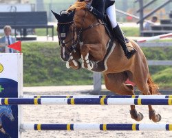 broodmare Chapeau 10 (Oldenburg show jumper, 2006, from Chacco-Blue)