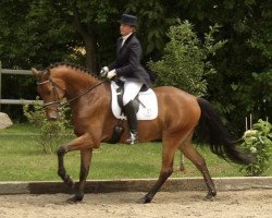 horse Calito 9 (German Warmblood, 1999, from Canino de Lobo)