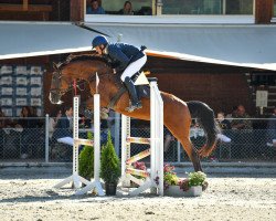 jumper Oline du Pre Mo CH (Swiss Warmblood, 2004, from Reichsgraf)