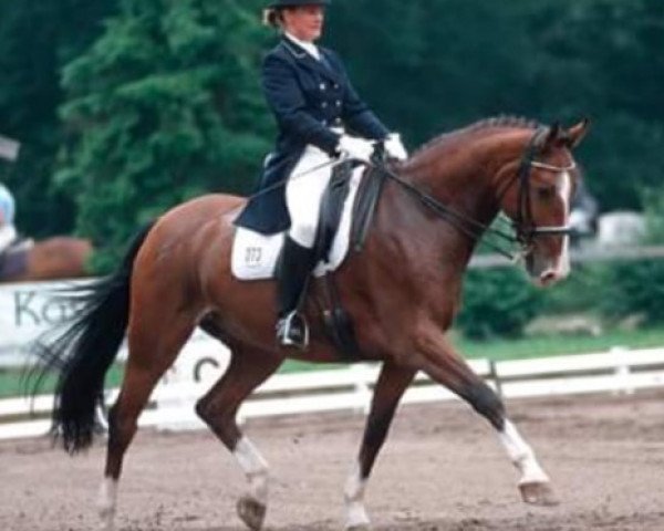 Pferd Corano 12 (Deutsches Reitpferd, 1999, von Canino de Lobo)