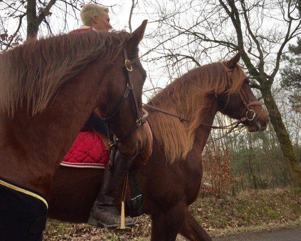 dressage horse Sultan CXII (Pura Raza Espanola (PRE), 2011, from Cherry I)