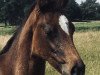 Dressurpferd Hengst von Goldball / Chin Champ (Holsteiner, 2020, von Goldball)