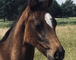 dressage horse Hengst von Goldball / Chin Champ (Holsteiner, 2020, from Goldball)