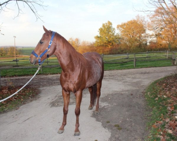 Pferd Paolo xx (Englisches Vollblut, 2012, von Mr. Woodman xx)