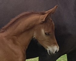 dressage horse Hengst von Glückspilz WF / Oosteinds Ricky (German Riding Pony, 2020, from Gluckspilz Wf)