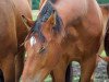 dressage horse Ballentines vR (Hanoverian, 2017, from Borsalino)